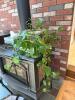 Large Golden Pothos - 6