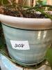 Large Golden Pothos - 7