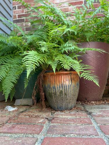Large Outdoor Ferns in Decorative Planters