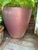 Large Outdoor Ferns in Decorative Planters - 2