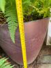 Large Outdoor Ferns in Decorative Planters - 5