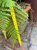 Large Outdoor Ferns in Decorative Planters - 6