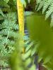 Large Outdoor Ferns in Decorative Planters - 7
