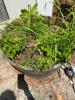 24" Wooden Whiskey Barrel Planter - 3