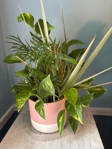 Golden Pothos, Parlor Palm & Dracaena Indoor Plant Mix