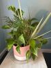 Golden Pothos, Parlor Palm & Dracaena Indoor Plant Mix