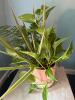 Golden Pothos, Parlor Palm & Dracaena Indoor Plant Mix - 2