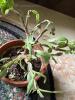 Assorted Potted Cacti & Succulents Collection - 3