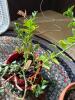 Assorted Potted Cacti & Succulents Collection - 4