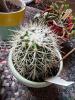 Assorted Potted Cacti & Succulents Collection - 5