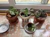 African Violet Houseplants and Succulent Collection