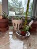 African Violet Houseplants and Succulent Collection - 2
