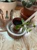 African Violet Houseplants and Succulent Collection - 3