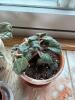 African Violet Houseplants and Succulent Collection - 4
