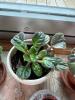 African Violet Houseplants and Succulent Collection - 5