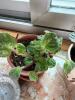 African Violet Houseplants and Succulent Collection - 6
