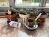 African Violet Houseplants and Succulent Collection - 7