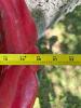 Decorative Red & Black Cast Metal Outdoor Bird Bath - 3