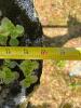 Concrete Garden Planter - 6