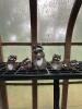 Artline Set of Plastic Raccoon Figurines