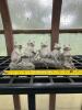 Decorative Garden Statue - Five Frogs on Log - 5