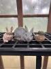 Set of 3 Garden Animal Statues &ndash; Two Rabbits and Turtle
