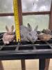 Set of 3 Garden Animal Statues &ndash; Two Rabbits and Turtle - 5