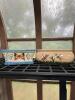Ceramic Planters &ndash; Butterfly and Dragonfly Motifs
