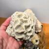 Large Mixed Basket of Sea Shells & Brain Coral, Conch, Whelk - 2