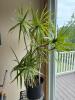Dracaena Marginata (Dragon Tree)