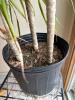 Dracaena Marginata (Dragon Tree) - 3