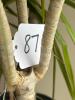 Dracaena Marginata (Dragon Tree) - 5
