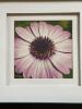Set of 4 Floral Photos in Frames - 3