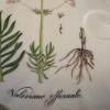 Taste Setter Collection Eight Piece Botanical Porcelain Teacup and Saucer Set - 11