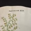 Taste Setter Collection Eight Piece Botanical Porcelain Teacup and Saucer Set - 15