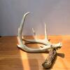 White-tailed Deer Antler 4-Point 13 Inch Main Beam with Skull Cap