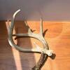 White-tailed Deer Antler 4-Point 13 Inch Main Beam with Skull Cap - 2