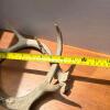White-tailed Deer Antler 4-Point 13 Inch Main Beam with Skull Cap - 3