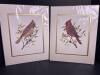Two 11"x"14 (with matte) Carol L. McElderry Signed Limited Edition Cardinal Prints