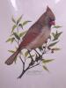 Two 11"x"14 (with matte) Carol L. McElderry Signed Limited Edition Cardinal Prints - 2