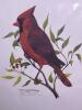 Two 11"x"14 (with matte) Carol L. McElderry Signed Limited Edition Cardinal Prints - 4