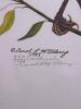 Two 11"x"14 (with matte) Carol L. McElderry Signed Limited Edition Cardinal Prints - 5