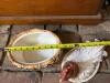 House of Hatten Ceramic Hen on Nest Dish - 2