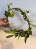 Mixed Artificial Greenery & Fruit Decor Collection - 4