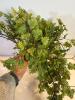 Mixed Artificial Greenery & Fruit Decor Collection - 5