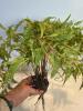 Mixed Artificial Greenery & Fruit Decor Collection - 6