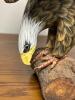 Bald Eagle Figurine - 3