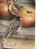 22.5" x 27.5" Carl Brenders Signed Limited Edition &ldquo;Apple Harvest&rdquo; Lithograph 202/950 - 2