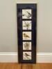 9" x 29" Framed Michele Colley-Coop Signed Limited Edition Bird and Botanical Prints