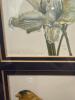 9" x 29" Framed Michele Colley-Coop Signed Limited Edition Bird and Botanical Prints - 3